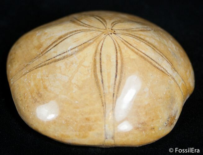 Beautiful Polished Fossil Sand Dollar - Inches #2442